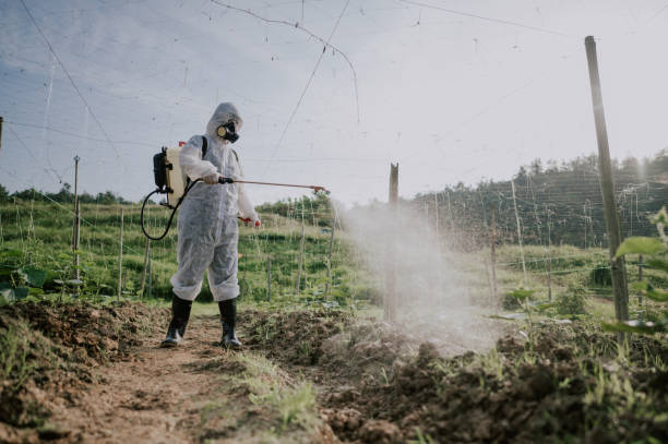 Best Pest Removal Services  in Hlsboro, IL