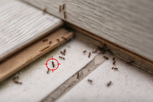 Best Ant Control Services  in Hlsboro, IL
