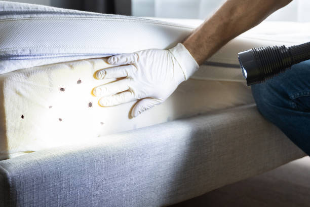 Best Flea Control Services  in Hlsboro, IL
