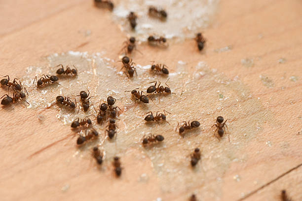 Best Pest Prevention Services  in Hlsboro, IL