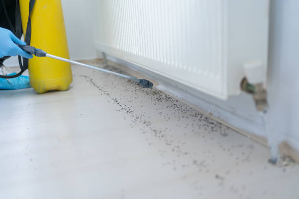 Best Pest Control Near Me  in Hlsboro, IL