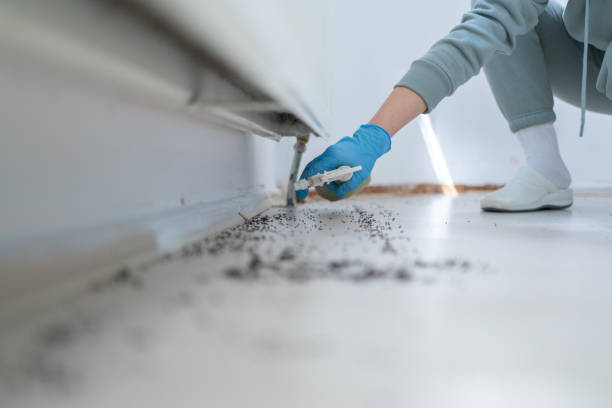 Best Local Pest Control Services  in Hlsboro, IL
